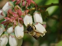 Murarka na borówce 2